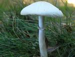 Leucoagaricus leucothites