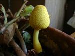 Leucocoprinus birnbaumii