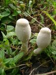 Leucocoprinus cepistipes