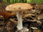 Leucocortinarius bulbiger