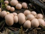 Lycogala epidendron