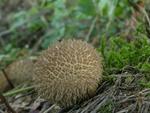 Lycoperdon echinatum