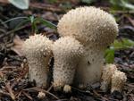 Lycoperdon