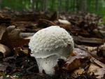 Lycoperdon mammiforme