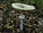 Macrolepiota mastoidea