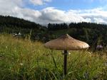 Macrolepiota procera