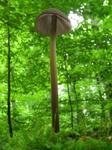 Marasmius alliaceus