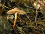 Marasmius cohaerens