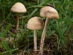 Marasmius oreades