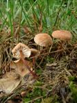 Marasmius scorodonius