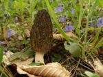 Morchella conica