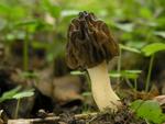 Morchella gigas