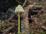 Mycena