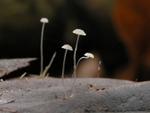 Mycena capillaris