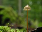 Mycena crocata