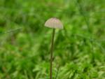 Mycena galopus