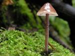 Mycena haematopus