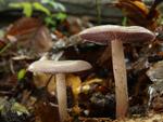 Mycena pelianthina