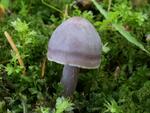 Mycena pura