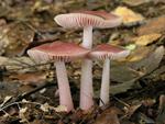 Mycena rosea