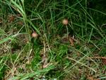 Mycena sanguinolenta