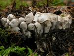 Nyctalis parasitica
