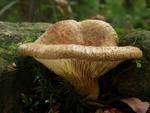 Paxillus filamentosus