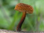 Phaeomarasmius erinaceus