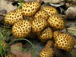 Pholiota