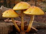 Pholiota cerifera