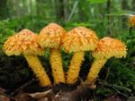 Pholiota flammans