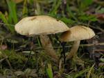 Pholiota gummosa