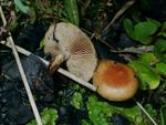 Pholiota highlandensis