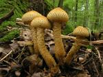 Pholiota squarrosa