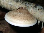 Piptoporus betulinus