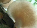 Pleurotus cornucopiae