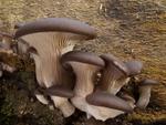 Pleurotus ostreatus