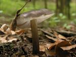 Pluteus cervinus