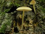 Pluteus chrysophaeus