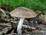 Pluteus cinereofuscus