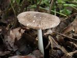 Pluteus ephebeus