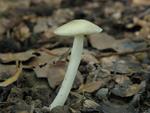 Pluteus inquilinus