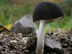 Pluteus pallescens