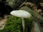 Pluteus pellitus