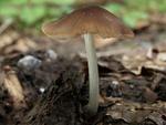 Pluteus phlebophorus