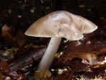 Pluteus pouzarianus