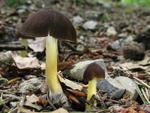 Pluteus romellii