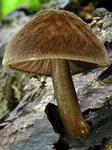 Pluteus umbrosus