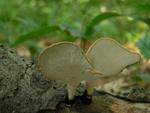 Polyporus varius