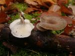 Polyporus brumalis